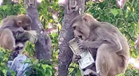 monkey